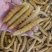 豆虫豆丹精品老豆虫高蛋白低脂肪昆虫批发