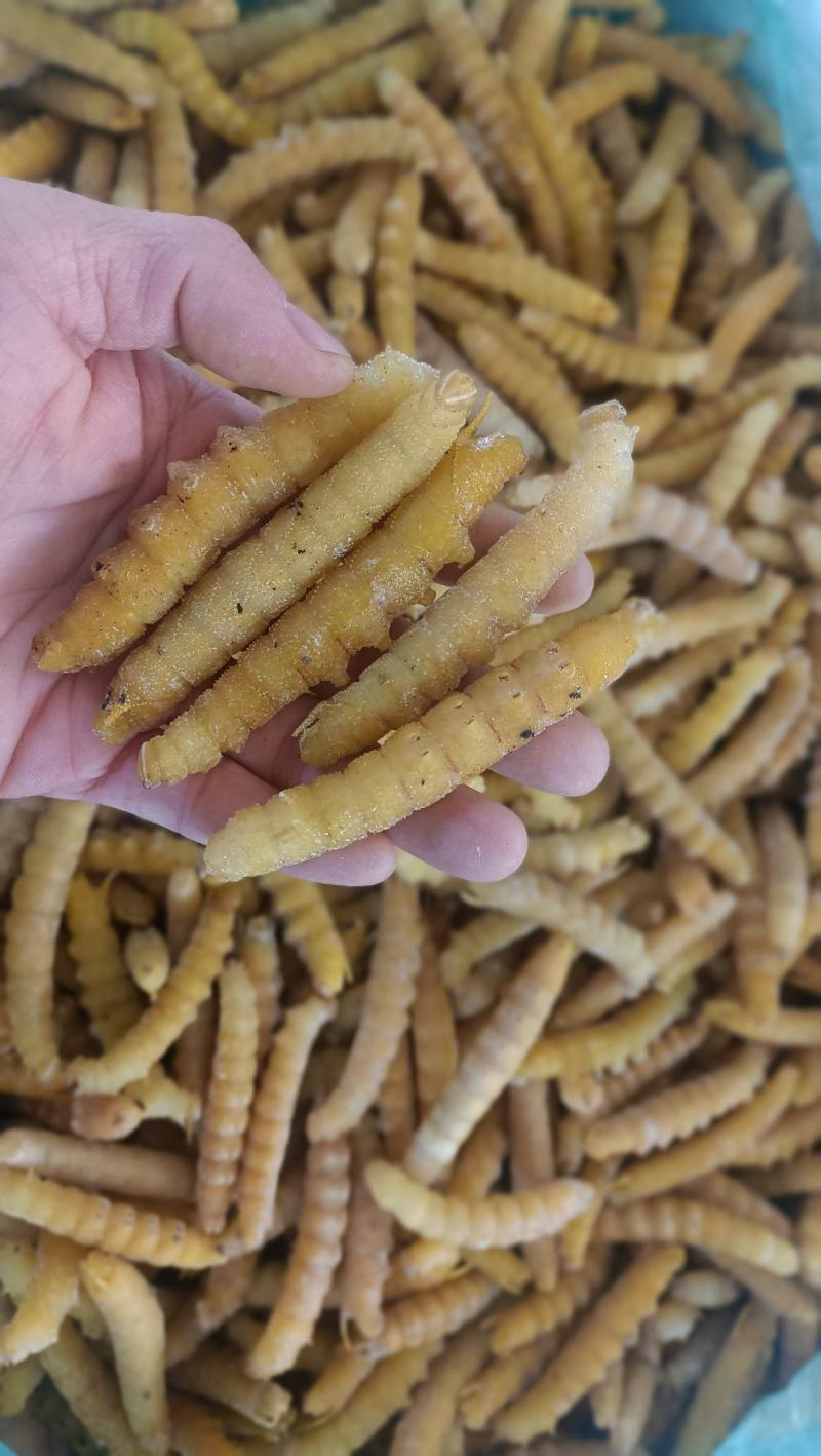 豆虫豆丹精品老豆虫高蛋白低脂肪昆虫批发