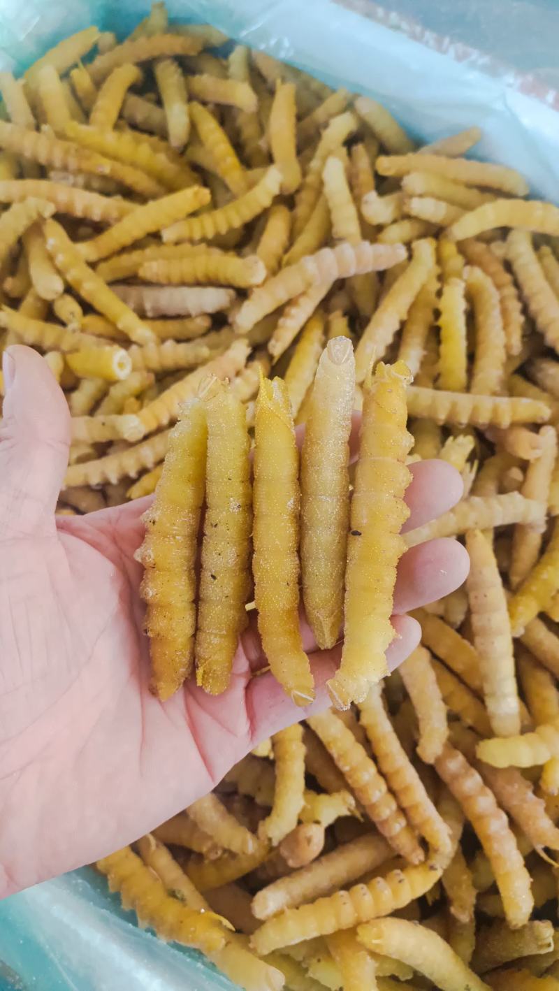 豆虫豆丹精品老豆虫高蛋白低脂肪昆虫批发