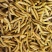 豆虫豆丹精品老豆虫高蛋白低脂肪昆虫批发