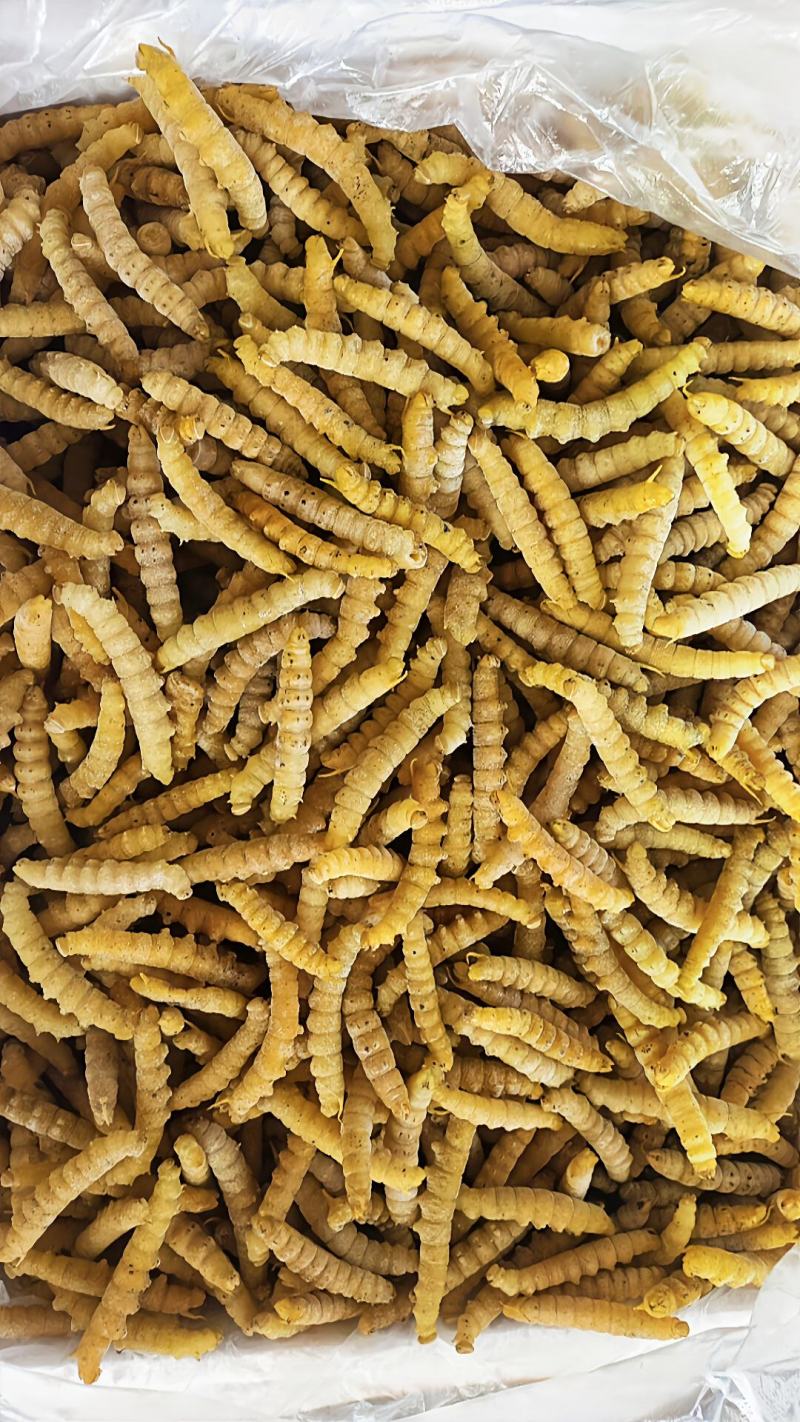 豆虫豆丹精品老豆虫高蛋白低脂肪昆虫批发