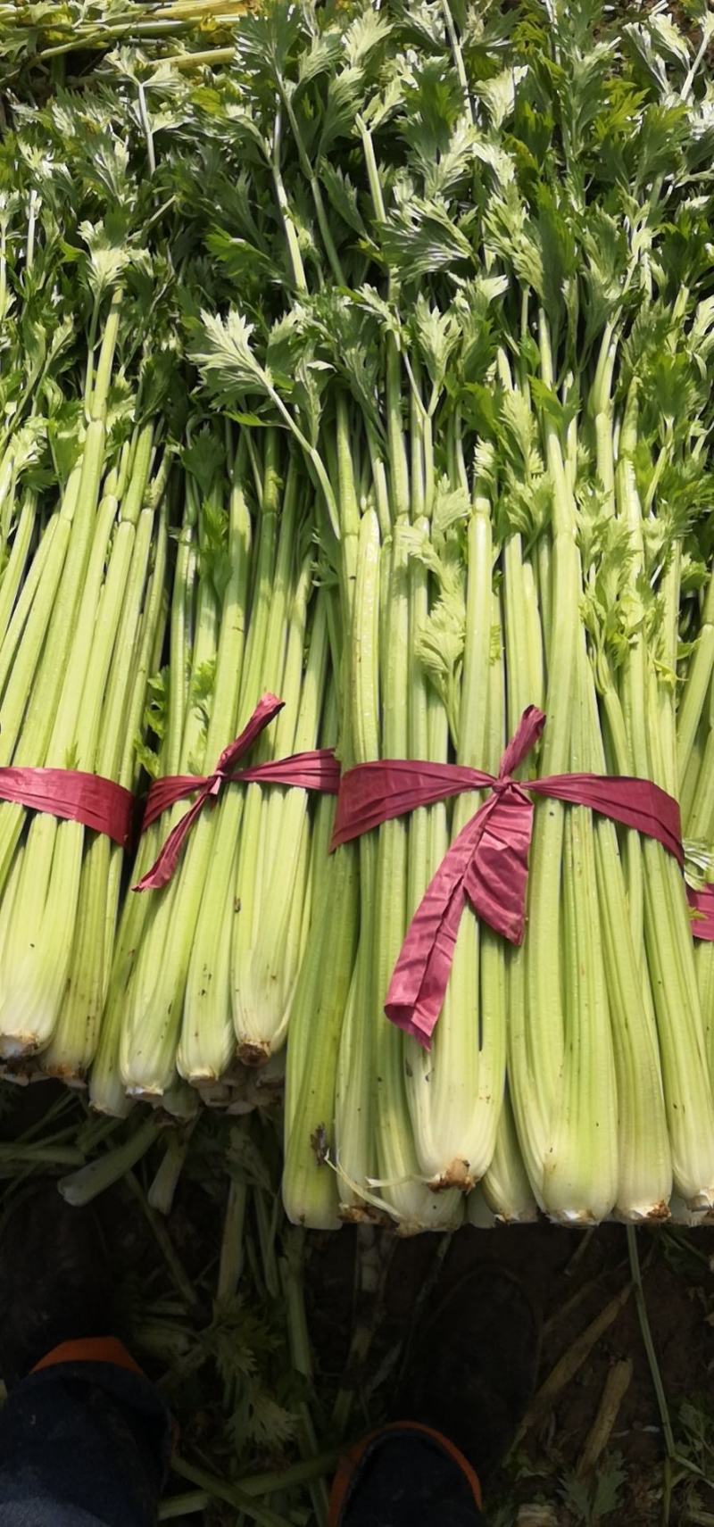 绿色有机蔬菜