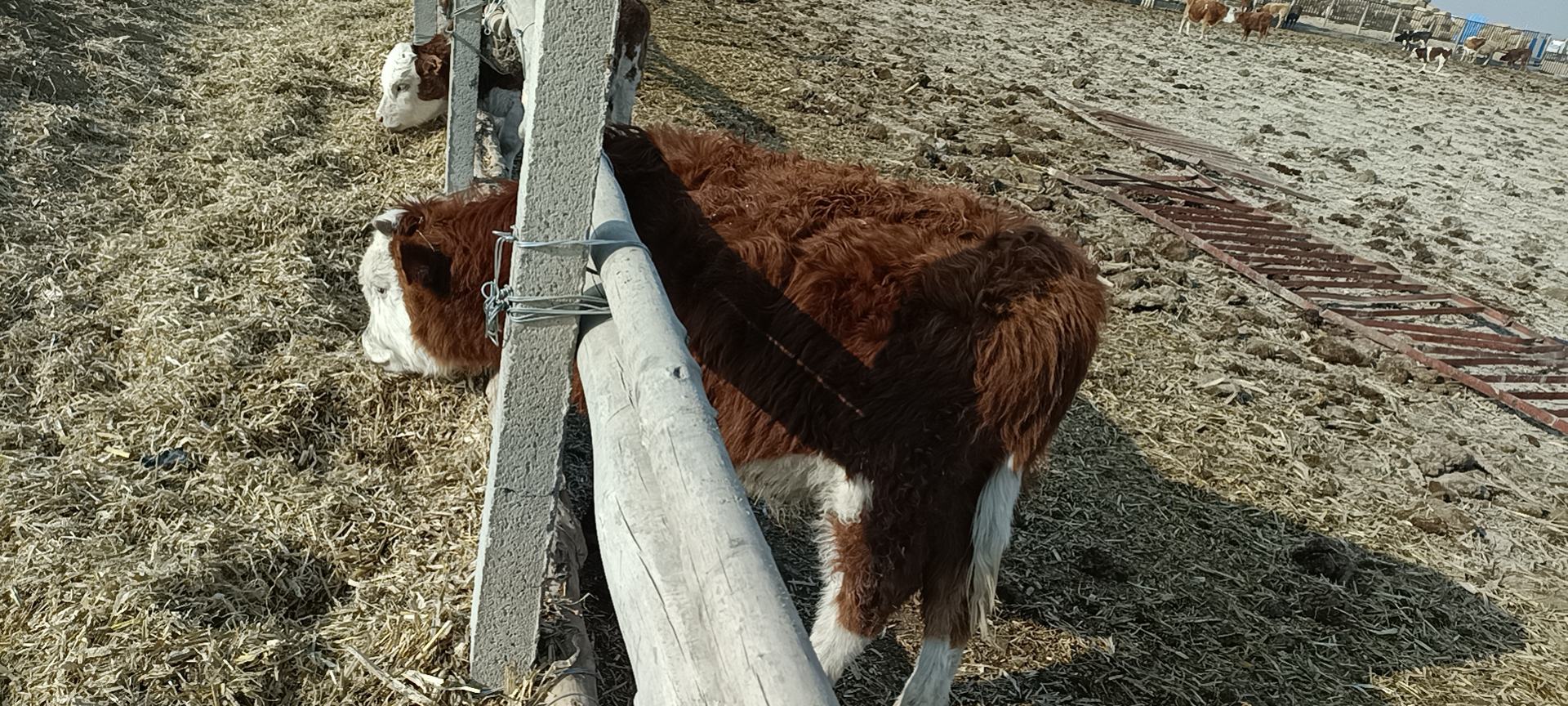 一群西门塔尔牛在广阔的牧场中自由活动,展示其强壮的体格和典型的黄白花毛色 西门塔尔牛群在牧场上的全景图