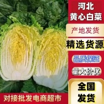 黄心白菜唐山黄心白菜产地一手货源价格实惠批发电商