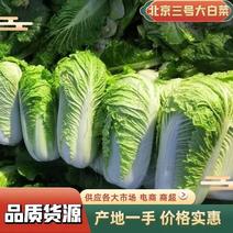 河北乐亭北京三号白菜精品大白菜北京3号量大价优品质保证