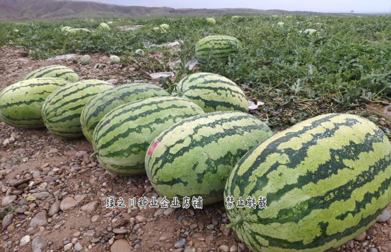 正宗甘肃金城五号西瓜种子抗病露地硒砂瓜金城5号西瓜种子