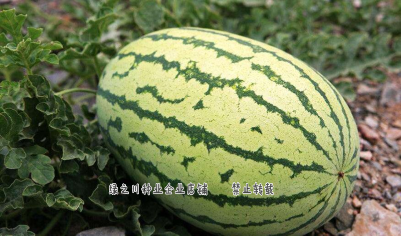 正宗甘肃金城五号西瓜种子抗病露地硒砂瓜金城5号西瓜种子