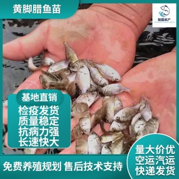 黄鳍鲷黄鳍鲛腊鱼黄脚立赤翅黄立鱼咸淡水鱼