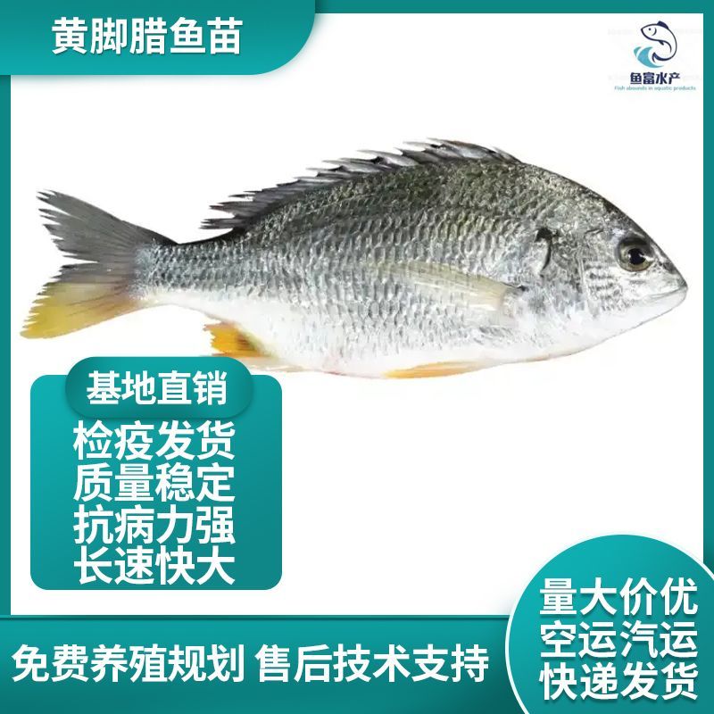 黄鳍鲷黄鳍鲛腊鱼黄脚立赤翅黄立鱼咸淡水鱼