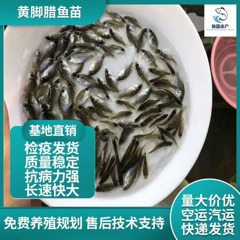 黄鳍鲷黄鳍鲛腊鱼黄脚立赤翅黄立鱼咸淡水鱼