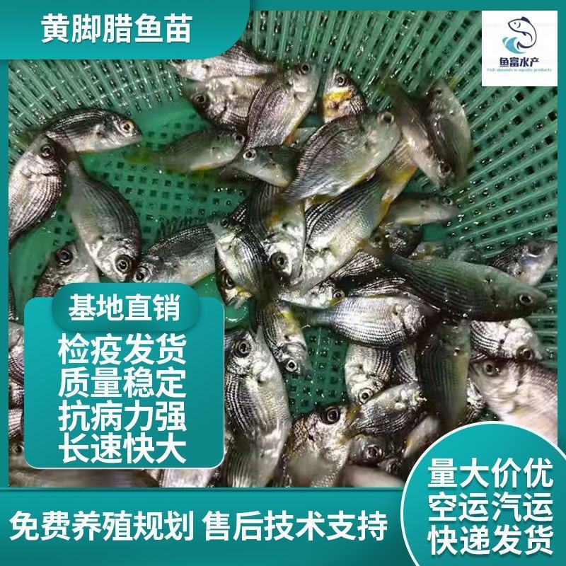黄鳍鲷黄鳍鲛腊鱼黄脚立赤翅黄立鱼咸淡水鱼