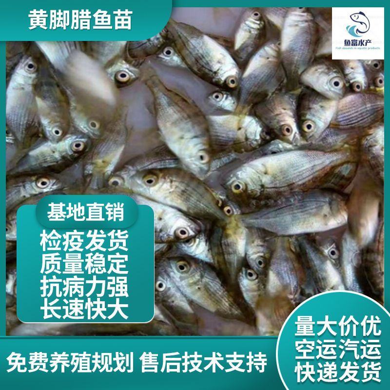 黄鳍鲷黄鳍鲛腊鱼黄脚立赤翅黄立鱼咸淡水鱼