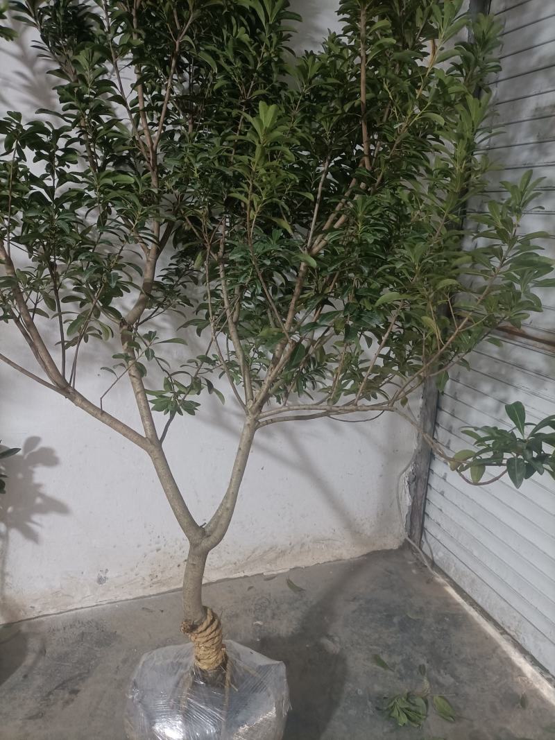 杨梅苗