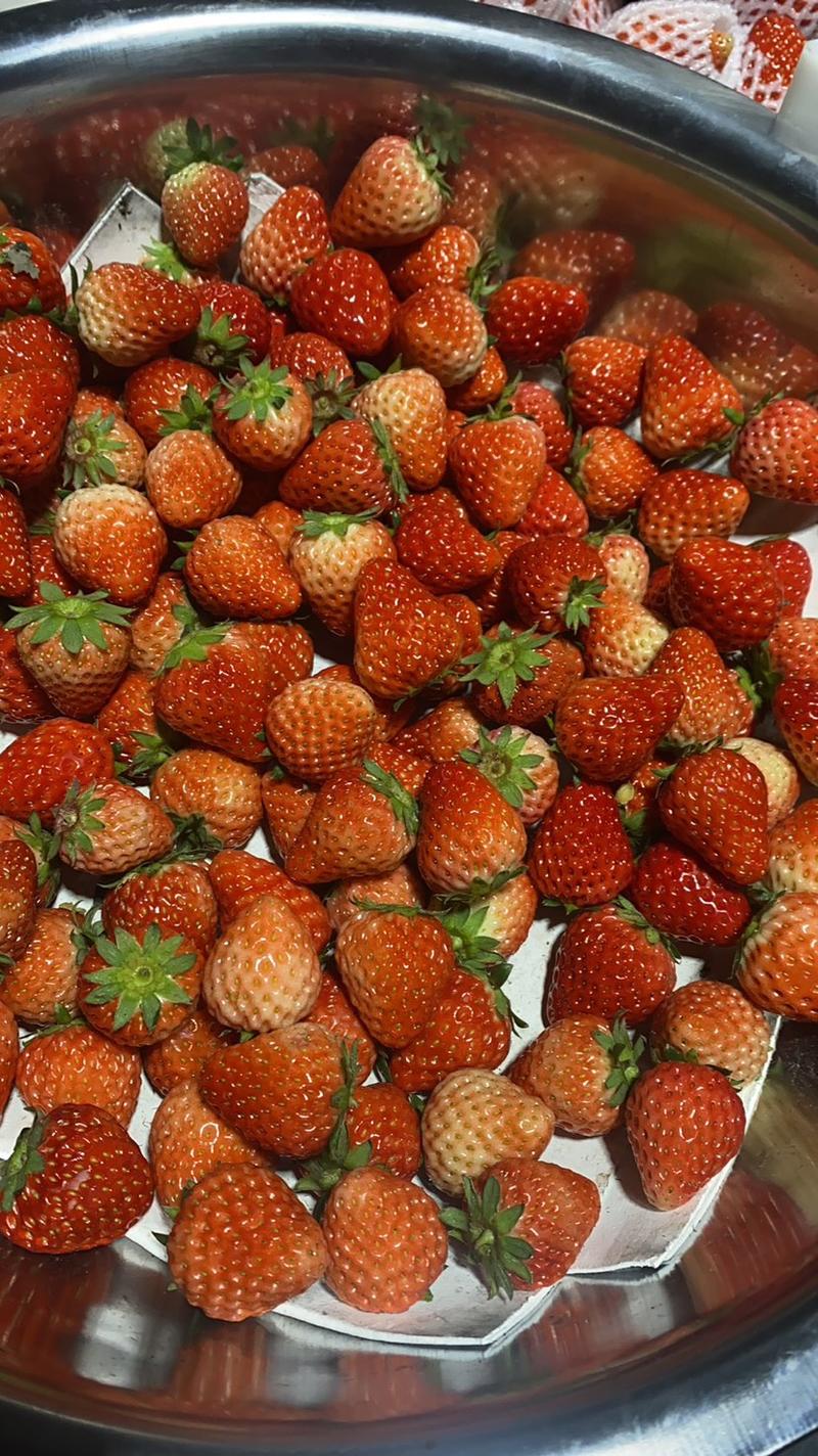 巧克力草莓、大量到货、货源充足、价格美丽、欢迎您的光临