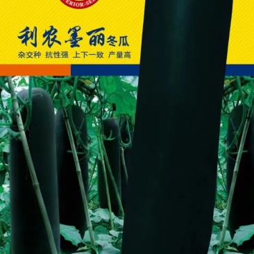 黑皮冬瓜种子利农墨丽瓜型整齐结瓜多肉质细味甜空腔小