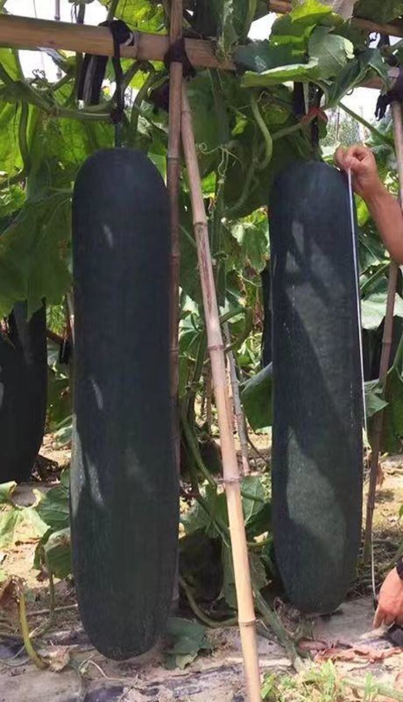 黑皮冬瓜种子利农墨丽瓜型整齐结瓜多肉质细味甜空腔小