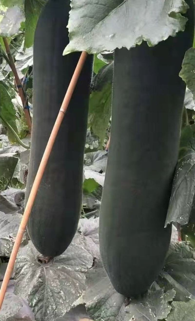 黑皮冬瓜种子利农墨丽瓜型整齐结瓜多肉质细味甜空腔小