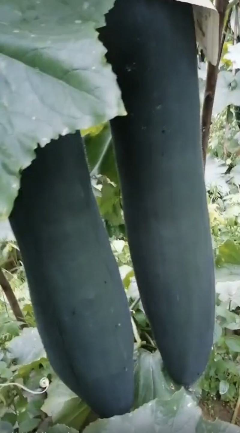 黑皮冬瓜种子利农墨丽瓜型整齐结瓜多肉质细味甜空腔小