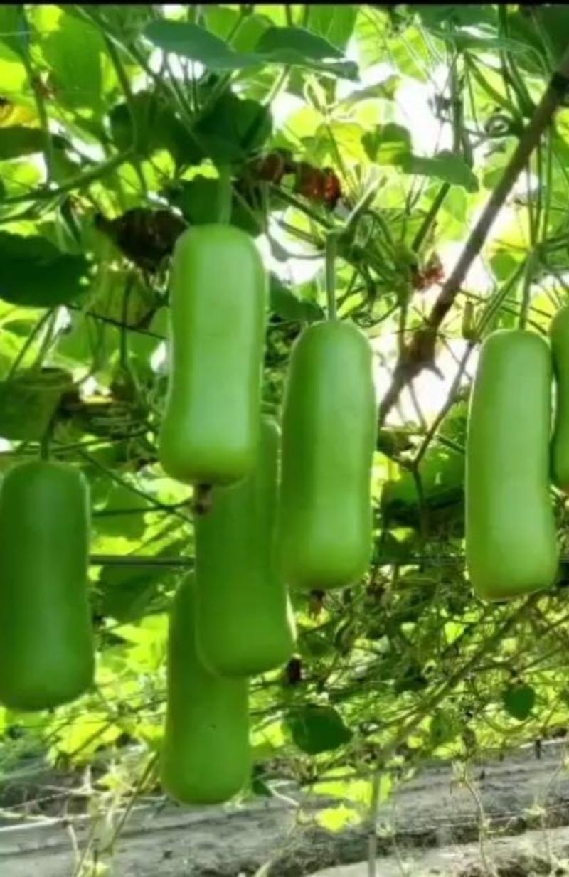 瓠瓜种子金鸿一号和利农翠绿色短棒瓠瓜品种早熟产量高