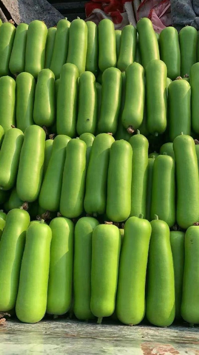 瓠瓜种子金鸿一号和利农翠绿色短棒瓠瓜品种早熟产量高