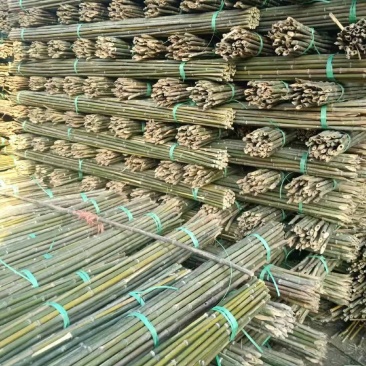 竹子，金竹，麻竹，精品冬瓜杆，西红柿竹，精品豆角竹