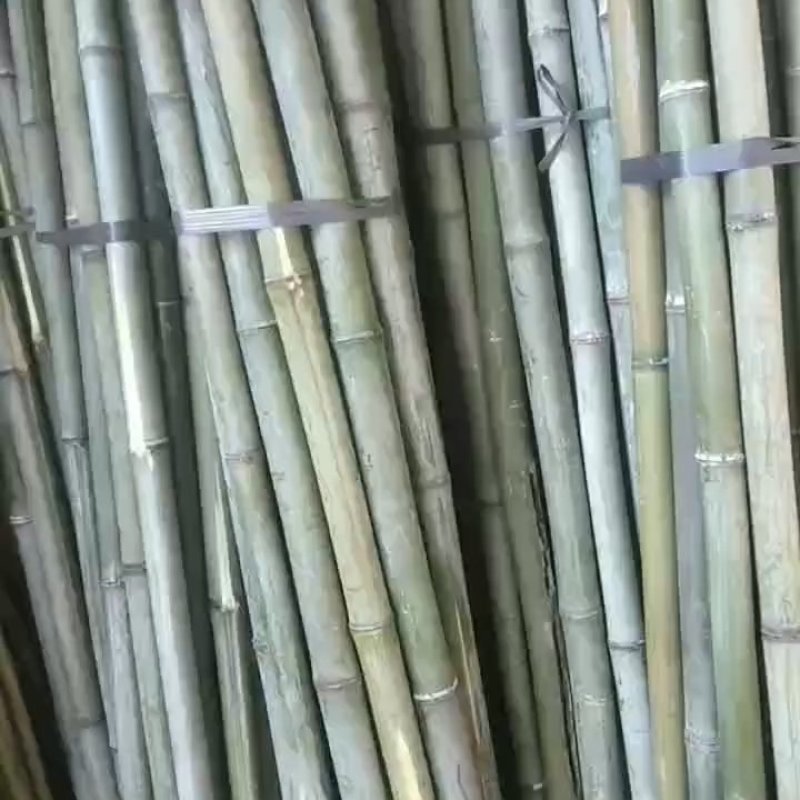 大棚竹，菜价竹，金竹。。。。。，，，，，