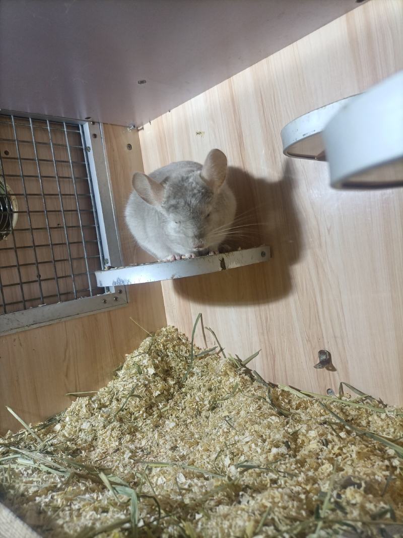 粉白弟弟