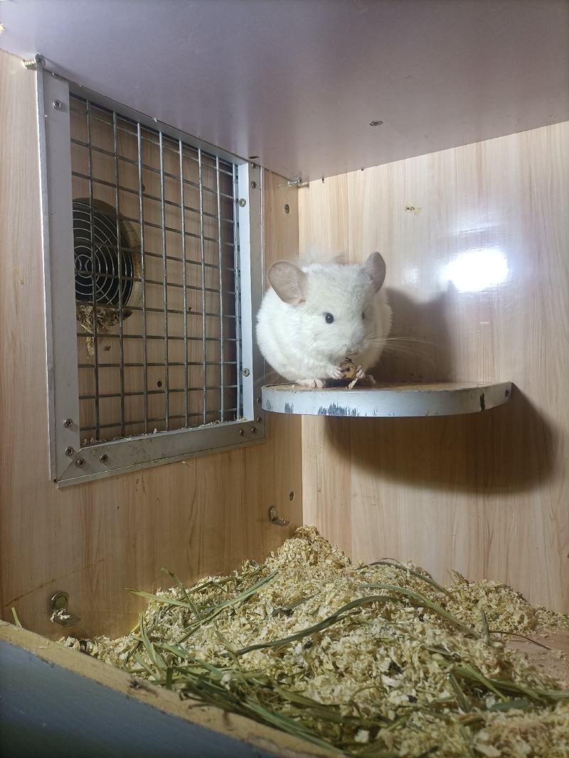 粉白弟弟
