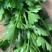 2025年新季AD欧芹，烘干平叶欧芹意大利芹正式开始供应