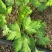 2025年新季AD欧芹，烘干平叶欧芹意大利芹正式开始供应