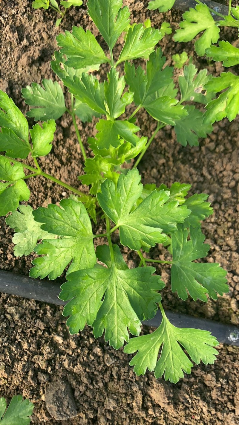 2025年新季AD欧芹，烘干平叶欧芹意大利芹正式开始供应