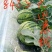 西瓜种子8425中早熟不易裂果中心含糖13度口感酥脆