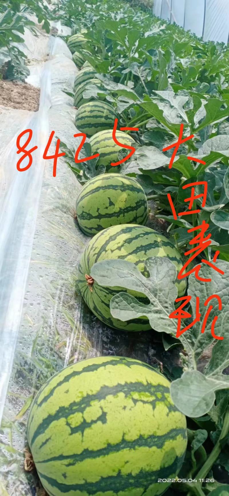 西瓜种子8425中早熟不易裂果中心含糖13度口感酥脆