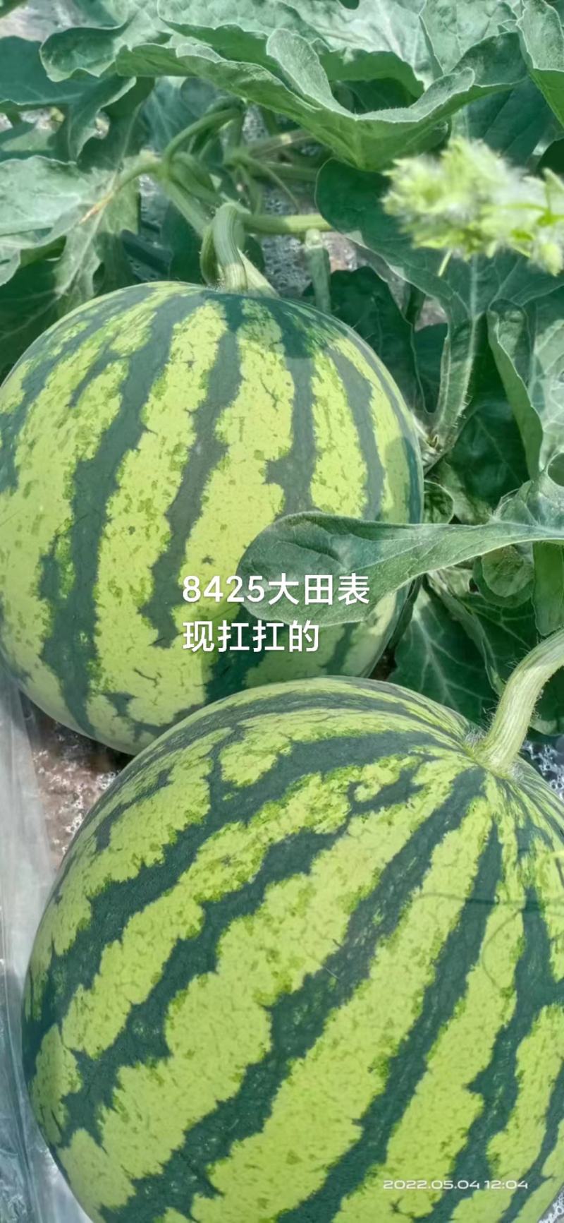西瓜种子8425中早熟不易裂果中心含糖13度口感酥脆