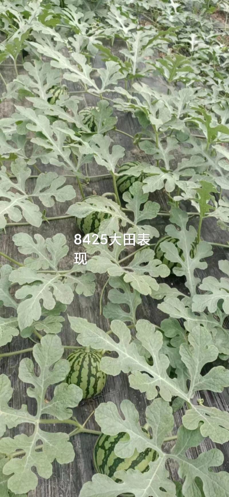 西瓜种子8425中早熟不易裂果中心含糖13度口感酥脆
