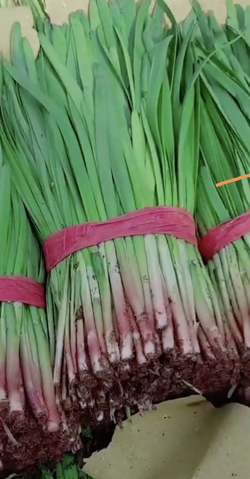 【推荐】乐亭大叶韭菜精品韭菜大量上市，货源充足品质优良