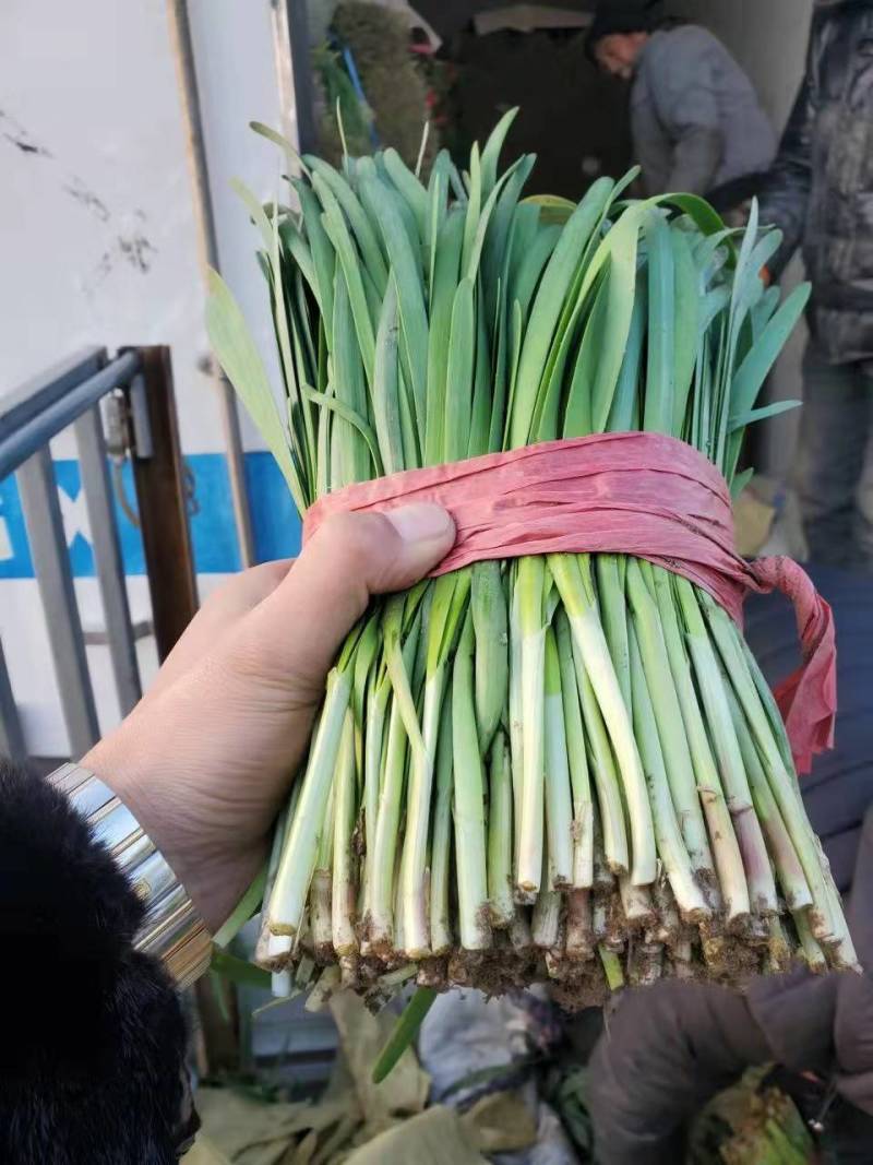 【推荐】乐亭大叶韭菜精品韭菜大量上市，货源充足品质优良