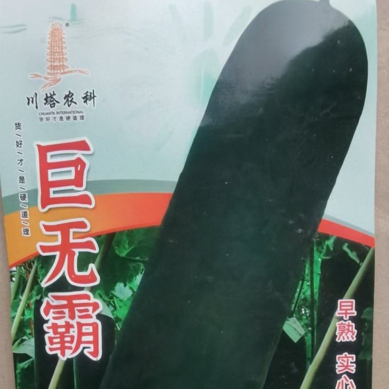 黑皮冬瓜种子巨无霸冬瓜早熟实心大果型好栽培高产量