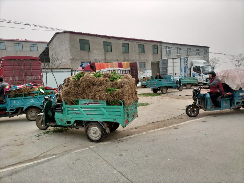 自产自销红根蒜苗