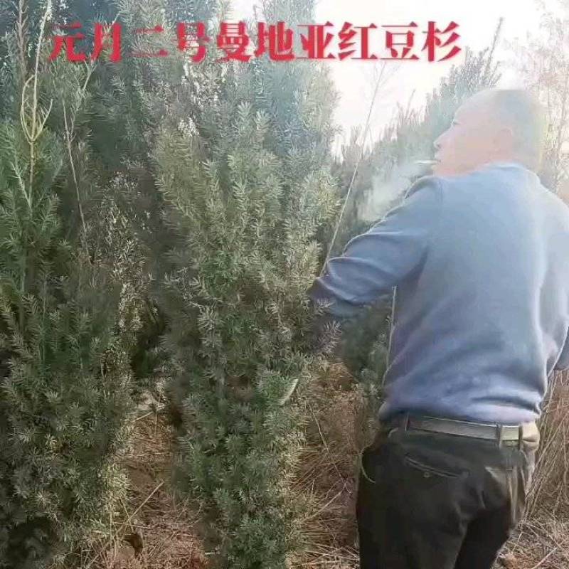 2米曼地亚红豆衫，2.5曼地亚红豆衫，3米红豆杉价格