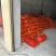 雪峰柚，冰糖柚（小果）货好2万斤，给钱就卖