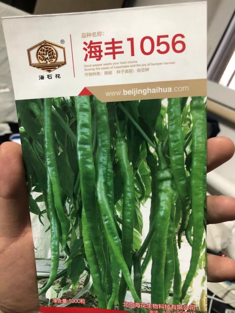 海丰线椒种子螺丝线椒种子高产抗病基地专用