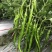 海丰线椒种子螺丝线椒种子高产抗病基地专用