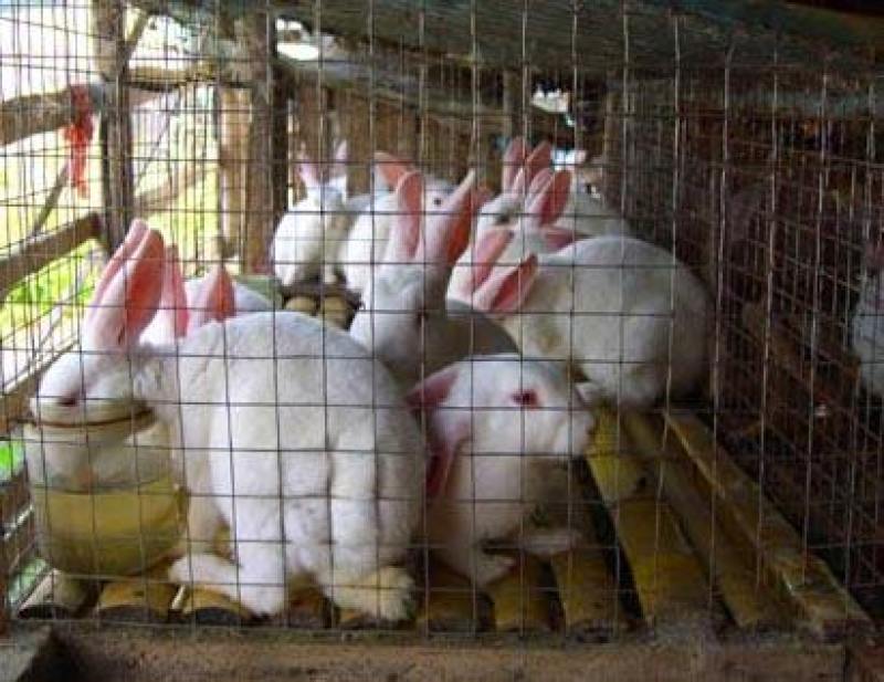 肉兔繁殖回收，肉兔养殖，种兔价格，新西兰杂交种兔