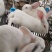 肉兔繁殖回收，肉兔养殖，种兔价格，新西兰杂交种兔
