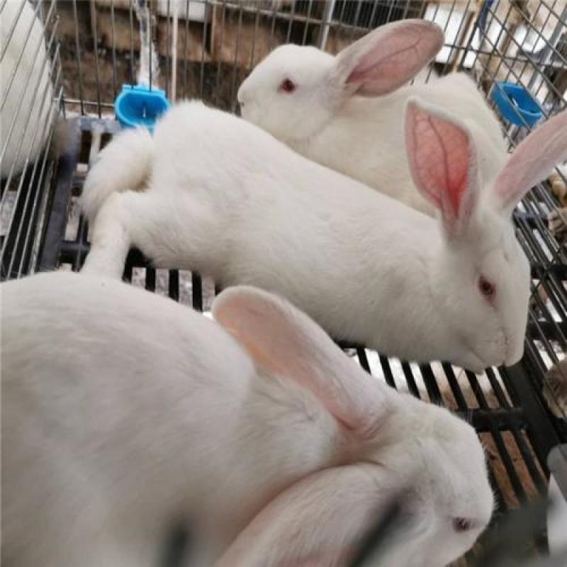 肉兔繁殖回收，肉兔养殖，种兔价格，新西兰杂交种兔