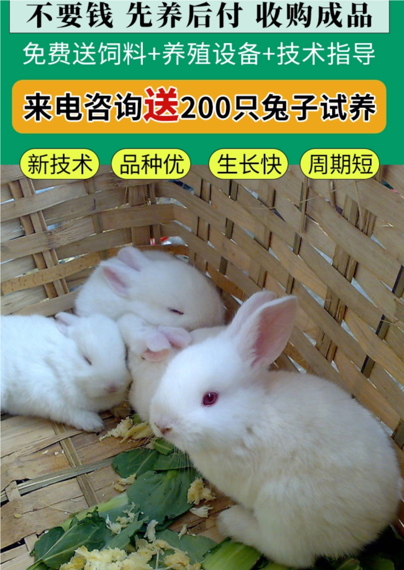 肉兔繁殖回收，肉兔养殖，种兔价格，新西兰杂交种兔
