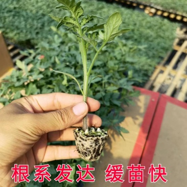 圣女果苗千禧超甜圣女果苗大棚千禧苗子