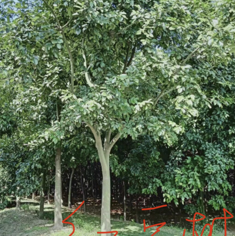 红豆树产地批发，诚信经营，可实地看货。