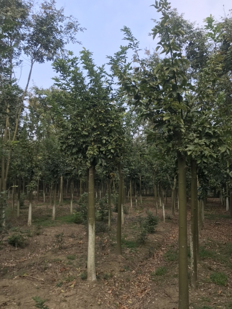 红豆树产地批发，诚信经营，可实地看货。